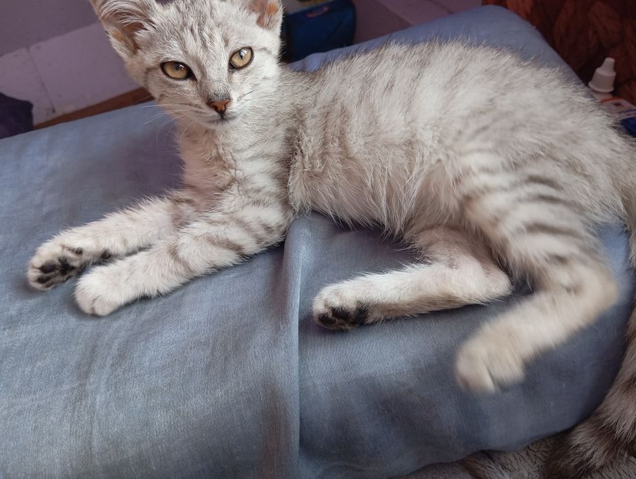 Кот кошка котенок