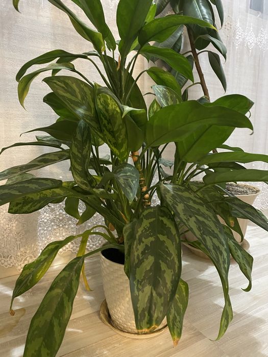 Комнатные растения