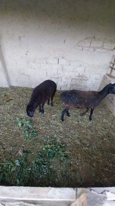 Куй сотилади Самарканд