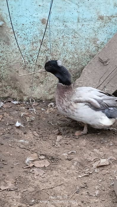 vând/schimb rățoi