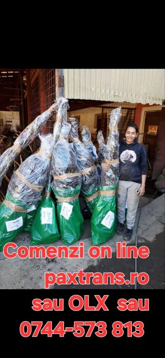 Nuci Chandler Pesceanski Visin Alun Castan Paulownia.Plantare RO.UE