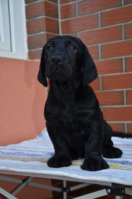 Teckel sarmos negru