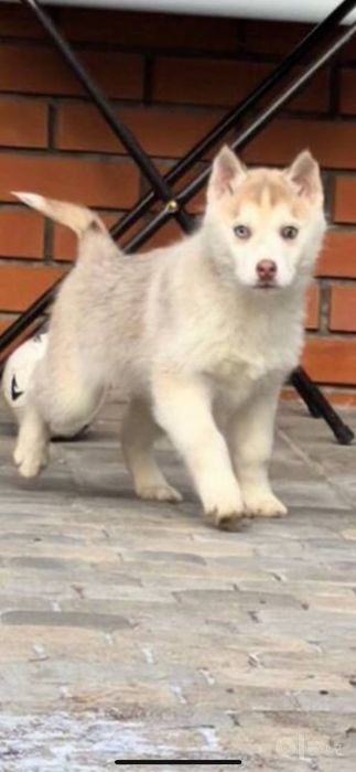 Husky хаски хасочки кутята продается красивые