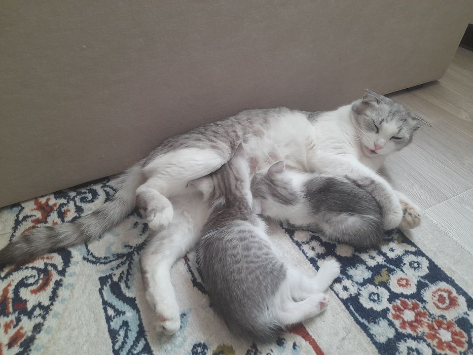 Котята продаётся