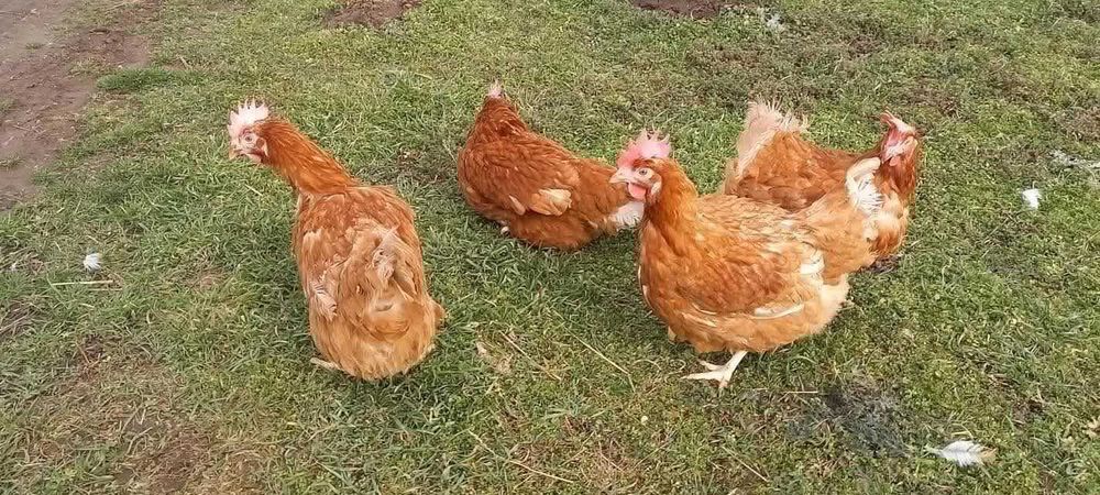 Vând găini de ouă