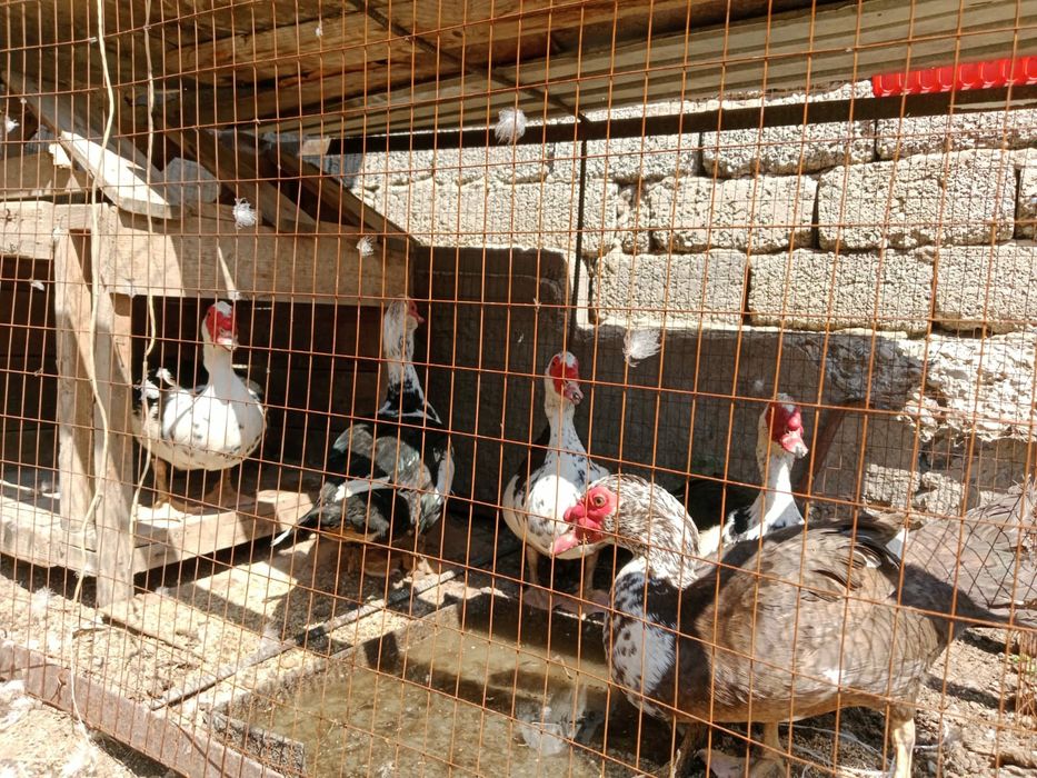 Продам селезней индоуток, г.Шымкент