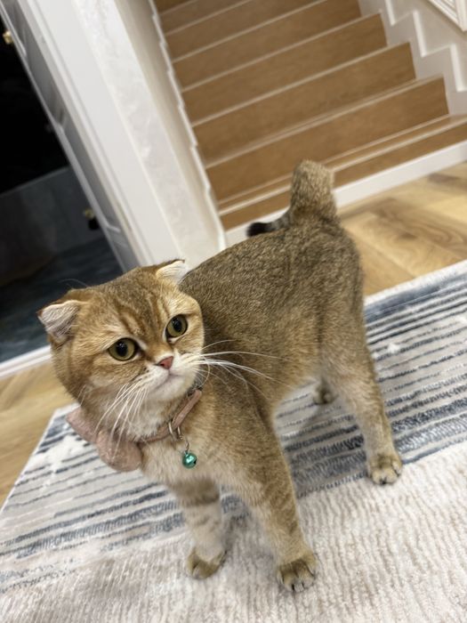 Золотая шиншилла