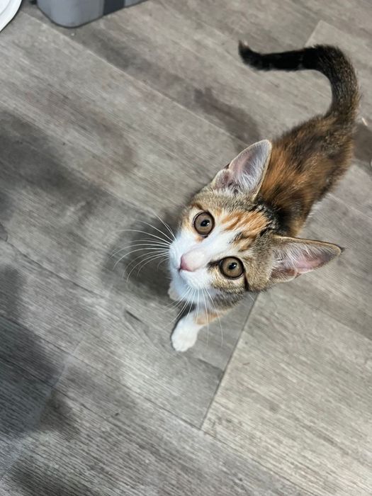 Котята в хорошие руки