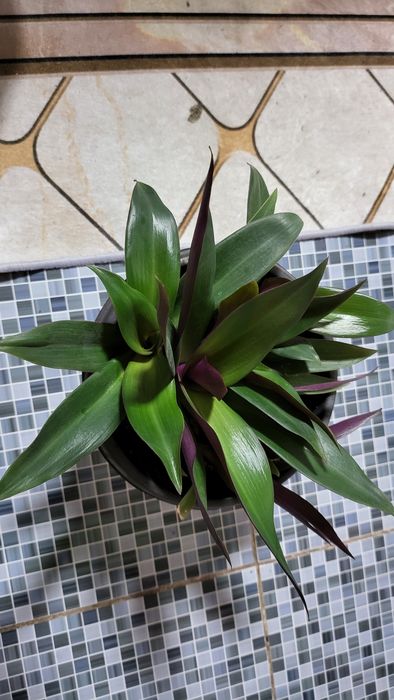 Продам комнатные цветы