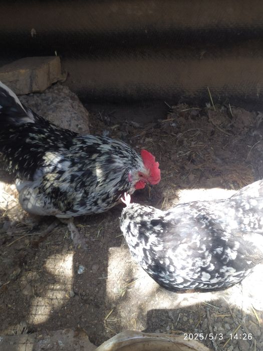 Алтайские курочка петушок