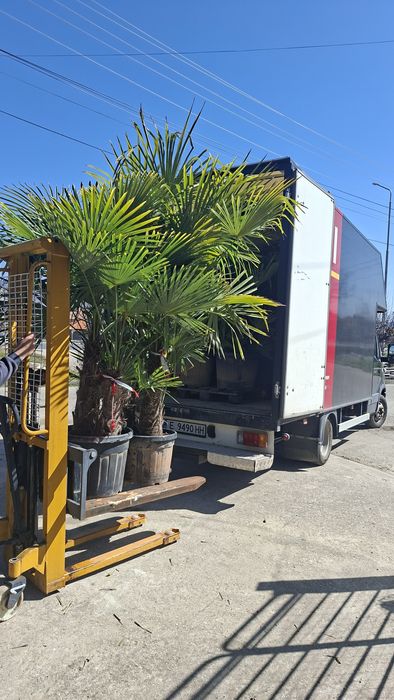 Палми Трахикарпус