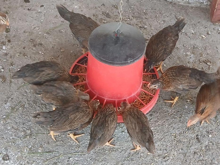 Pui Italiană Potarnichiu