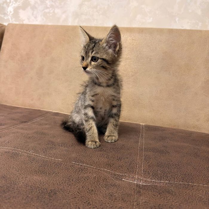 Котята даром в дом