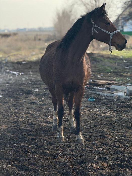 Бие байтал кобыла