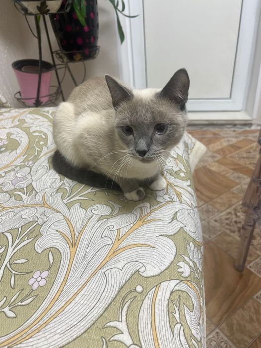 Отдадим кота привитого