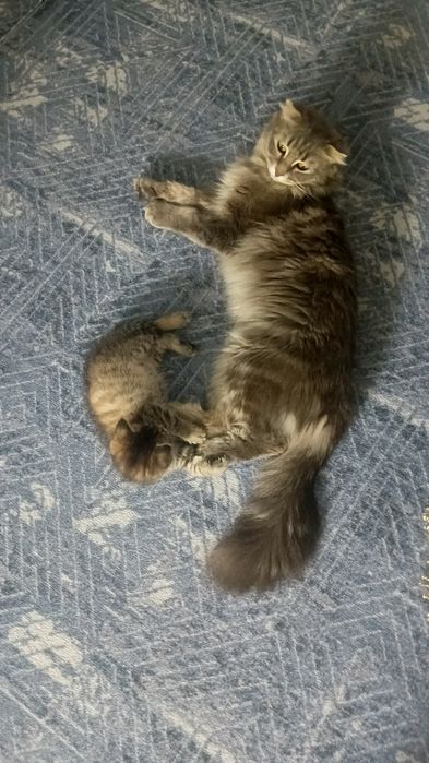 Отдам кошку и котёнка в добрые руки