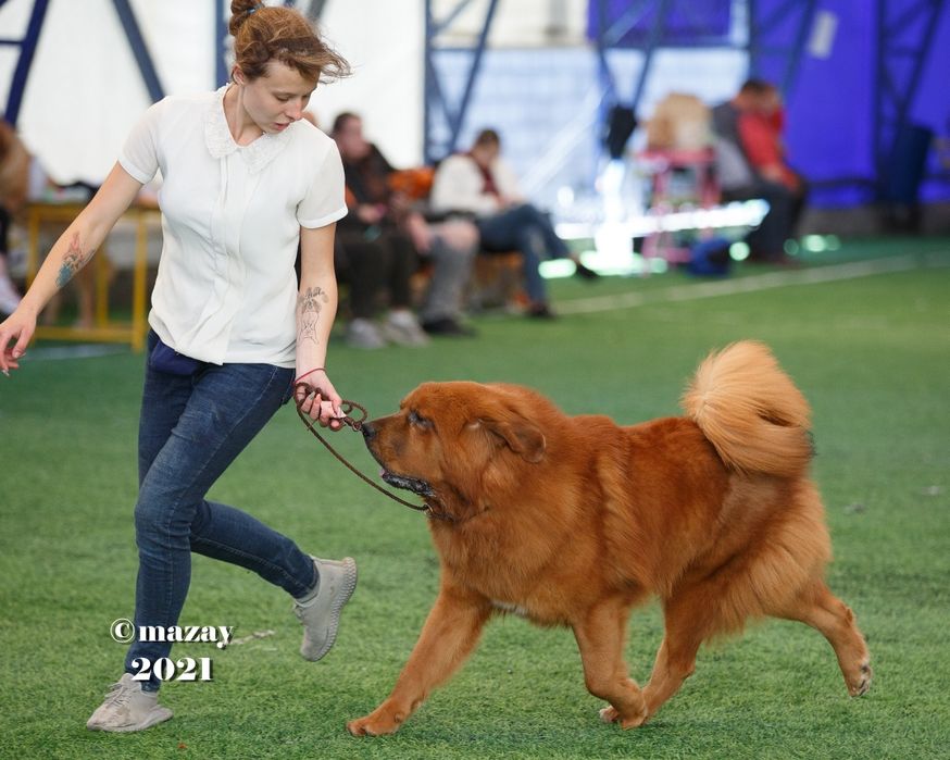 Тибетский мастиф на Вязку