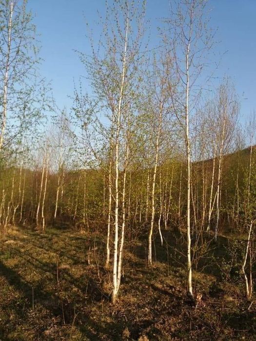 Magnolia copac 2-5 m