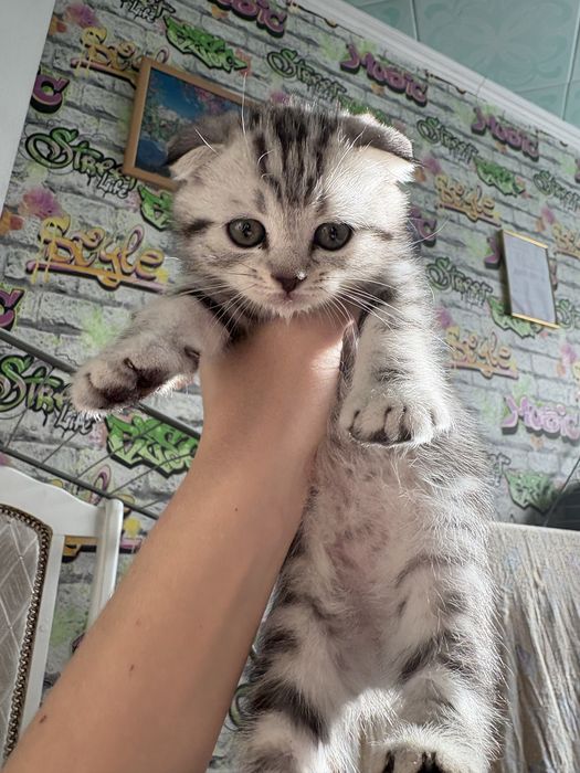 продаются котята Скоттиш фолд
