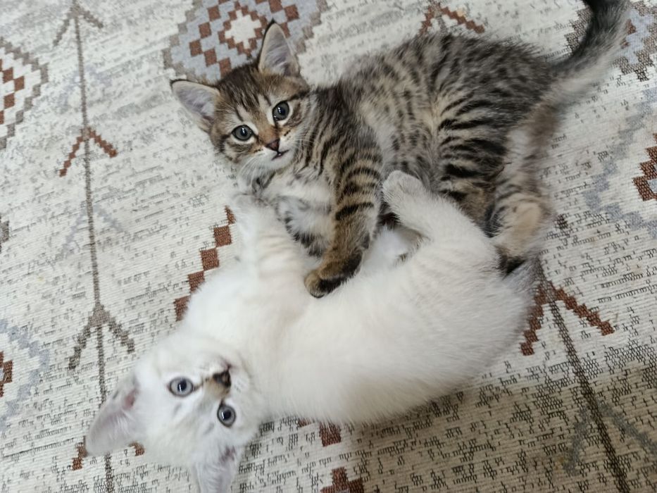 Отдам в добрые руки котят