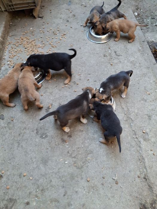 Donez căței  talie mijlocie metis