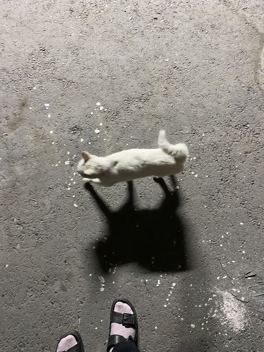Котенок, девочка