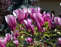 Vand magnoli rpsi și albe la ghiveci