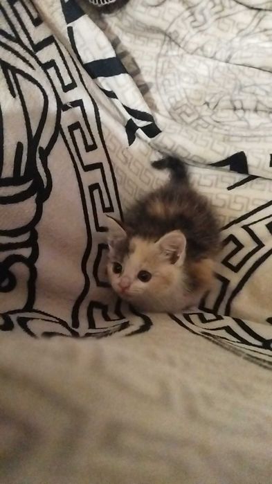 Котенок в добрые руки