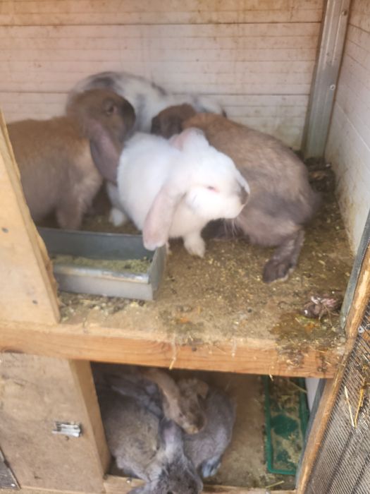 Iepuri berbec german