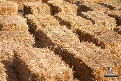 Baloți paie mici dreptunghiulari