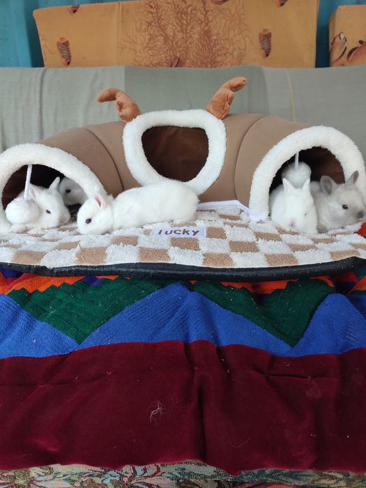 Кролчата декоративные