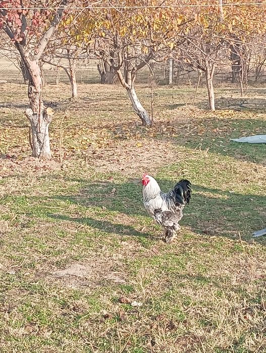 Тауық сатылады Брама