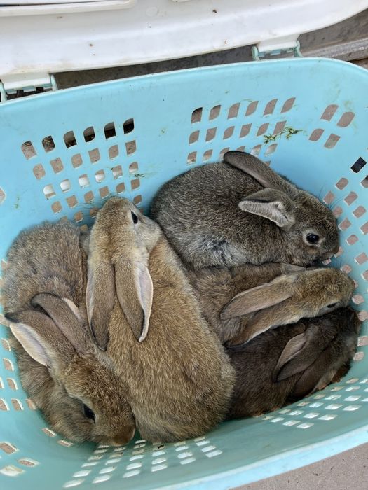 Коян кролик қоян