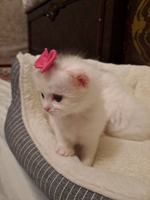 котёнка белые вислоухи