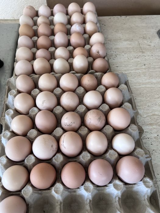 Oua de casa austerlop