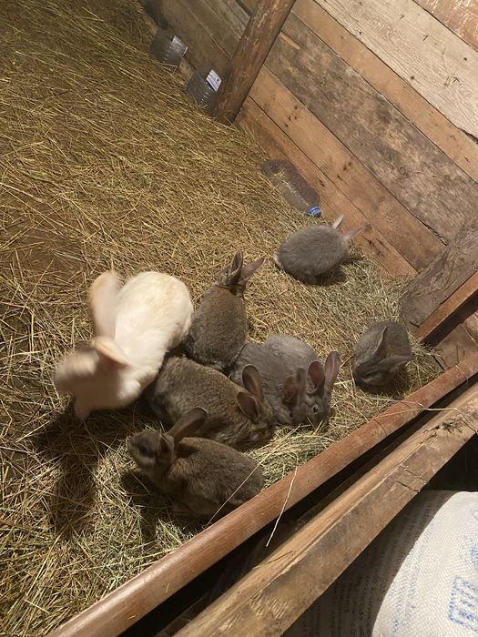 Продам крольчят