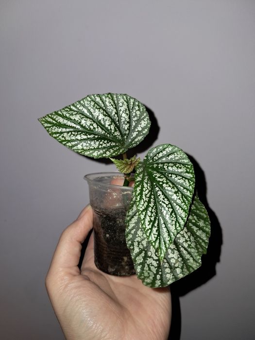 Бегония Серебристо-Крапчатая