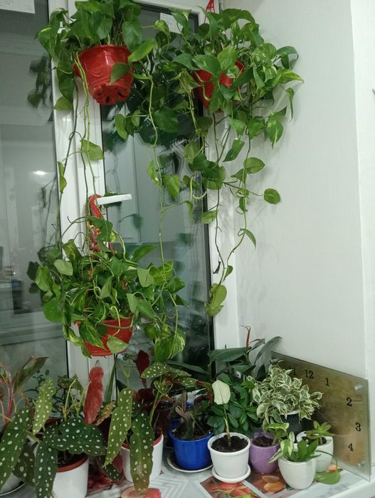 Красивые и Уютные Комнатные Цветы в Ваш Дом