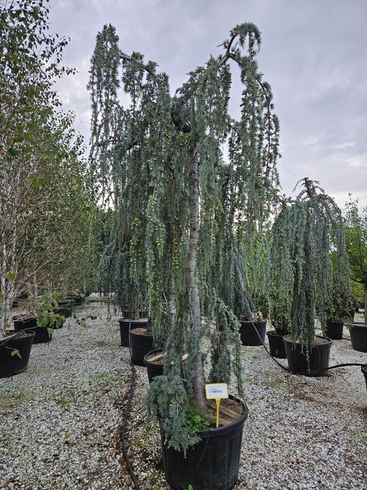 Cedru pendular [transportul este gratuit]