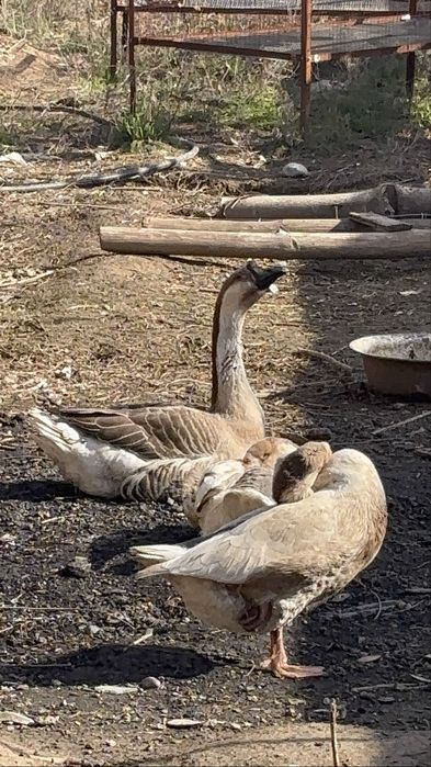 Қаз сатылады шымкент кайтпас2