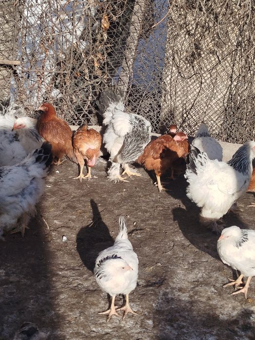 Продам или обменяю