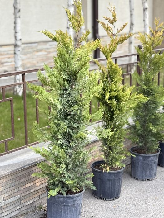 туя голт tuya golt