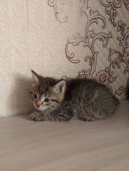 Котята в добрые руки — подарите им заботу