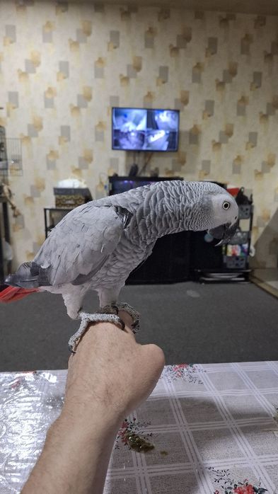 Жако тўтиқуш сотилди