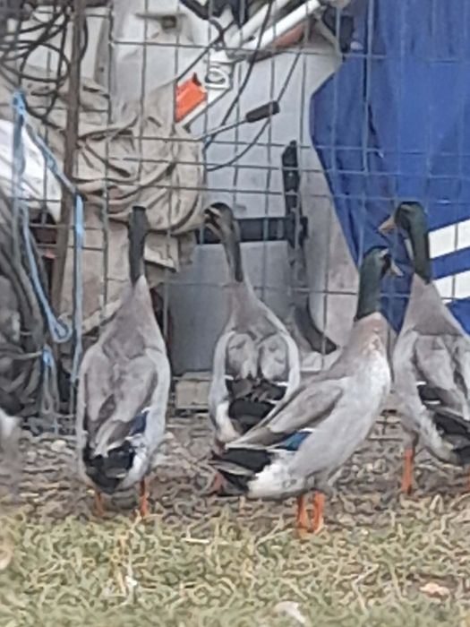 Vand rațe rasa indiana