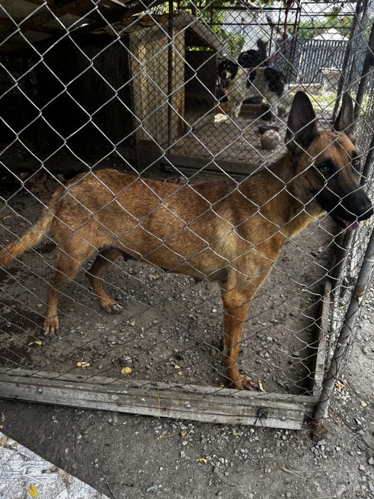 Donez femelă ciobanesc malinois