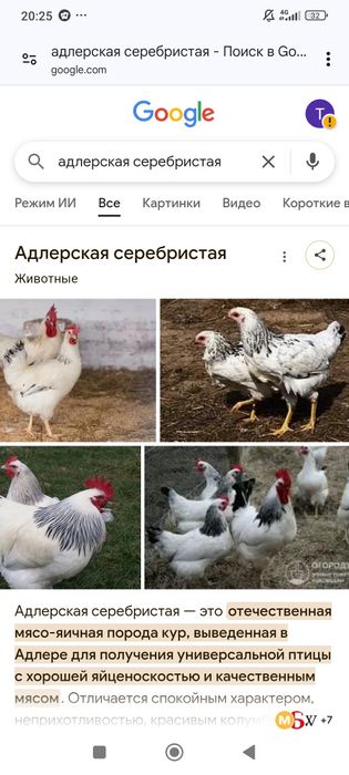 Яйца домашние свежие