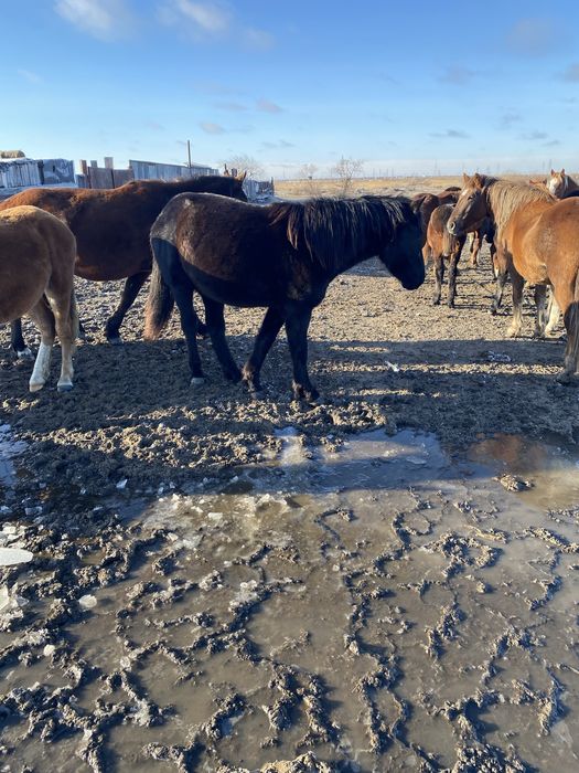 Продам полтарашек тай