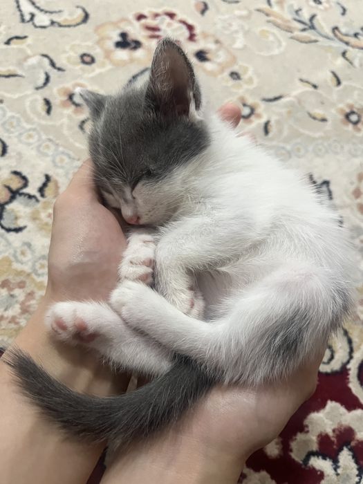 Две девочки-котёнка, 1,5 месяца.