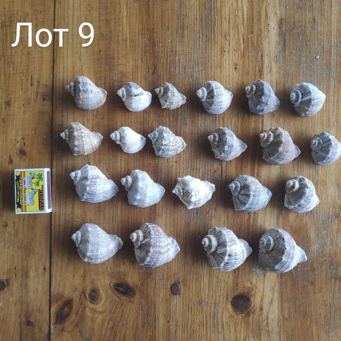 Натурални черупки от морски рапани, различни размери